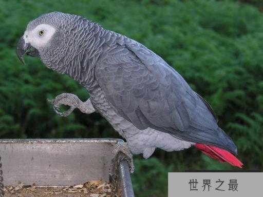 世界上什么鹦鹉最聪明？世界上最聪明的鹦鹉排行榜