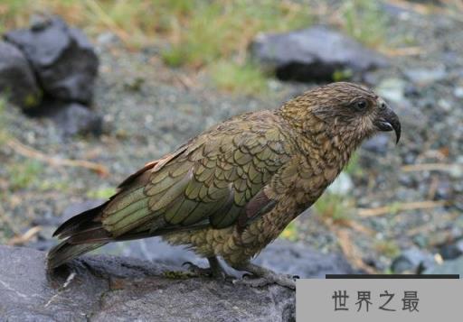 世界上什么鹦鹉最聪明？世界上最聪明的鹦鹉排行榜