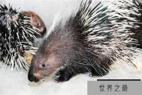 世界十大最酷的多刺动物，刺猬和豪猪占据前两名
