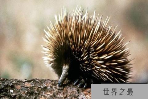 世界十大最酷的多刺动物，刺猬和豪猪占据前两名