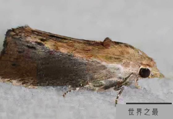 听觉最灵敏的动物排名，排第一名是大蜡蛾