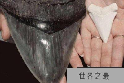史上牙齿最长的鲨鱼，巨牙鲨牙齿最大有17厘米
