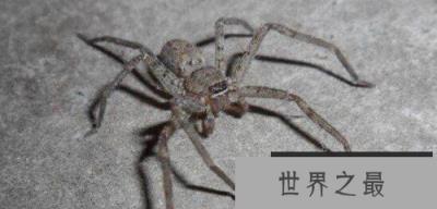 世界上最大的蜘蛛有多大？蜢蜘爪子张开有38厘米宽