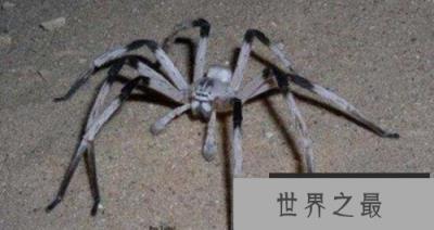 世界上最大的蜘蛛有多大？蜢蜘爪子张开有38厘米宽