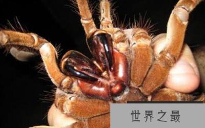 世界上最大的蜘蛛有多大？蜢蜘爪子张开有38厘米宽
