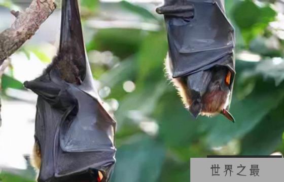 听觉最灵敏的动物排名，排第一名是大蜡蛾