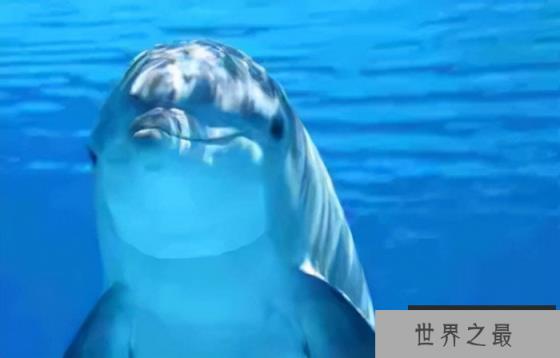 听觉最灵敏的动物排名，排第一名是大蜡蛾