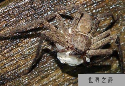 世界上最大的室内蜘蛛：白额高脚蛛是蟑螂克星