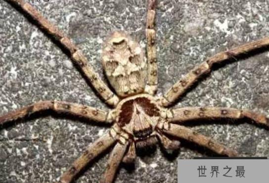 世界上最大的室内蜘蛛：白额高脚蛛是蟑螂克星