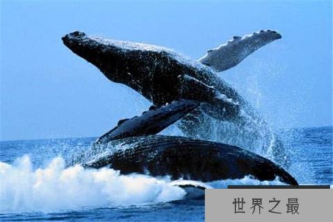 世界上最大的动物阴茎：蓝鲸阴茎长度超1.8米