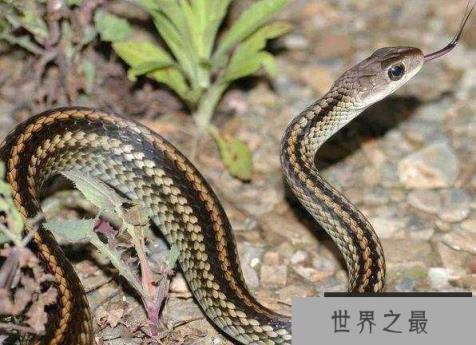 盘点世界十大冬眠动物：蛇、黑熊和青蛙全部上榜