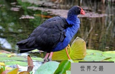 十大灭绝又重生的动物:侏儒眼镜猴上榜,体重仅56克