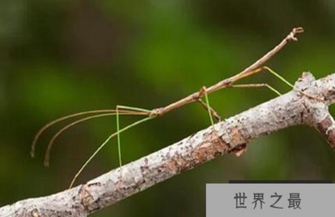 十大灭绝又重生的动物:侏儒眼镜猴上榜,体重仅56克