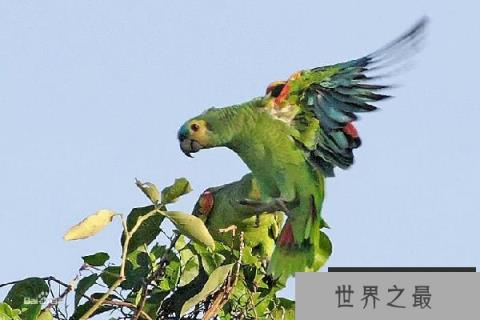 世界六大珍稀野生鹦鹉，波多黎各亚马逊鹦鹉居第一
