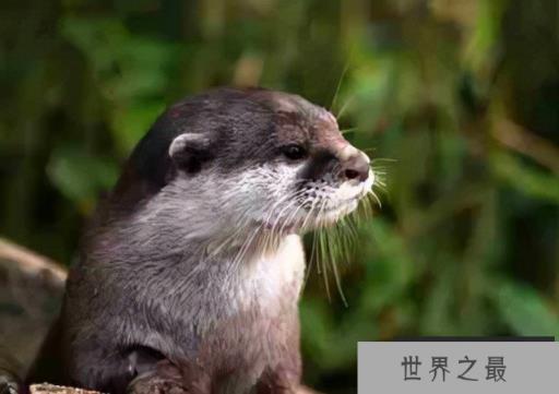 世界上最聪明的动物前十名