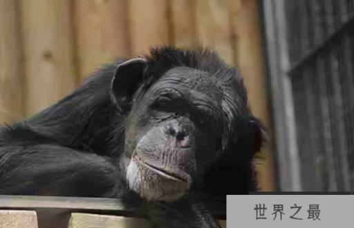 世界上最聪明的动物前十名