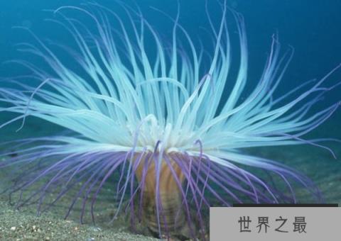 十大可以无性繁殖的动物：海葵和水母全上榜