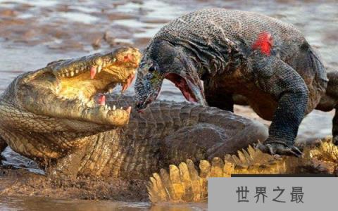 十大可以无性繁殖的动物：海葵和水母全上榜