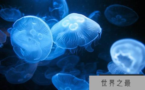 十大可以无性繁殖的动物：海葵和水母全上榜
