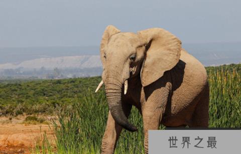 地表最强壮的十大动物：大象老虎狮子通通上榜