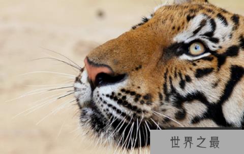 地表最强壮的十大动物：大象老虎狮子通通上榜