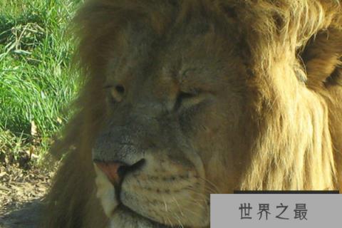 地表最强壮的十大动物：大象老虎狮子通通上榜