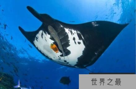 史上十大神秘动物：火体虫和墨丝蛙均上榜