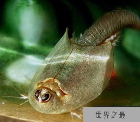 史上十大神秘动物：火体虫和墨丝蛙均上榜