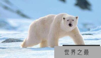 最让人害怕的动物有哪些？盘点让人望而生畏的十大动物