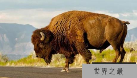 最让人害怕的动物有哪些？盘点让人望而生畏的十大动物