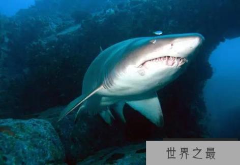 揭秘喜欢同类相残的10种动物：蜂王上榜，戟齿砂鲛居榜首