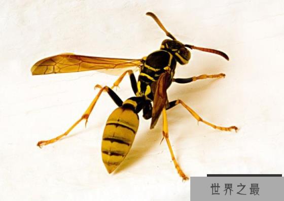 揭秘喜欢同类相残的10种动物：蜂王上榜，戟齿砂鲛居榜首