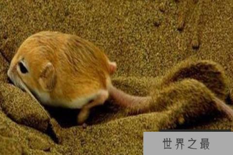 世界十大最小的哺乳动物：星鼻鼹第十，跳鼠第二