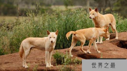 最让人害怕的动物有哪些？盘点让人望而生畏的十大动物