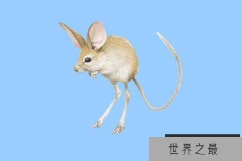 世界十大最小的哺乳动物：星鼻鼹第十，跳鼠第二