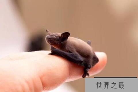 世界十大最小的哺乳动物：星鼻鼹第十，跳鼠第二