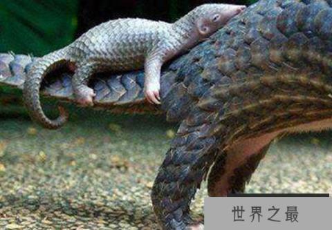 各种动物尾巴的用处有哪些？盘点动物尾巴的十大作用