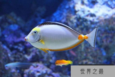 哪些动物睡觉的姿势与众不同？世界十大动物睡觉姿势