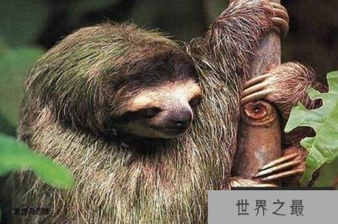 哪些动物睡觉的姿势与众不同？世界十大动物睡觉姿势