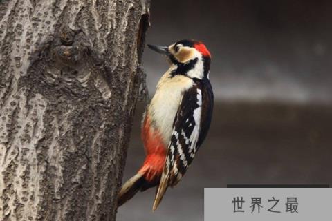 各种动物尾巴的用处有哪些？盘点动物尾巴的十大作用