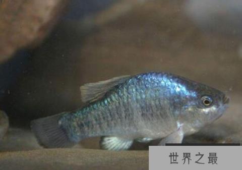 十大因人类灭绝的动物