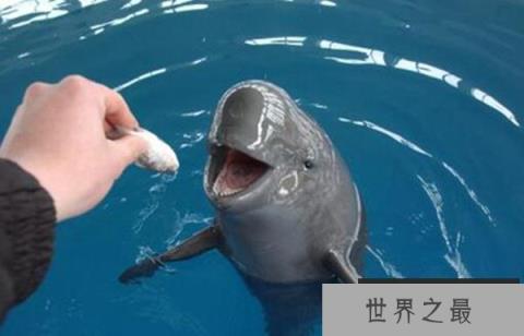 十大因人类灭绝的动物