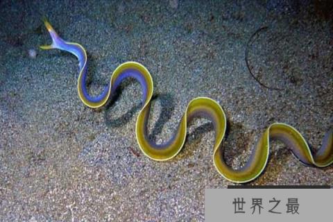 世界十大怪异的海洋生物，五彩鳗名列榜首