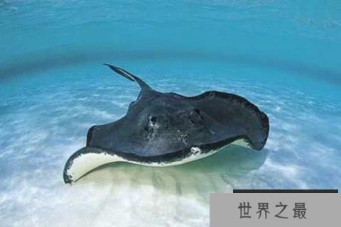 世界十大怪异的海洋生物，五彩鳗名列榜首