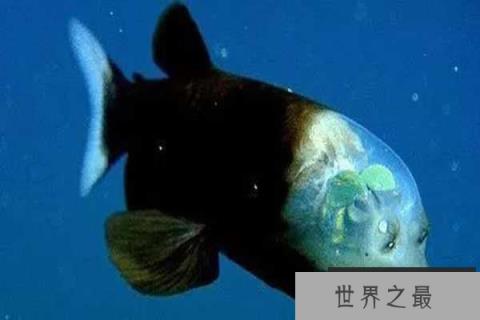 世界十大怪异的海洋生物，五彩鳗名列榜首