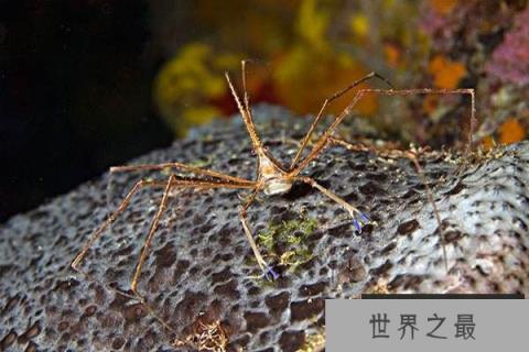 世界十大最奇怪的螃蟹：箭头蟹上榜