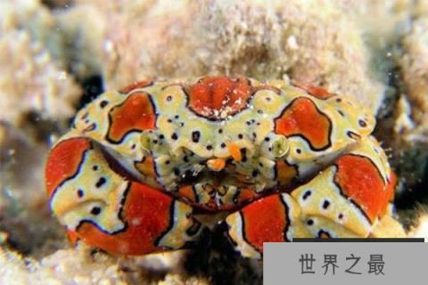 世界十大最奇怪的螃蟹：箭头蟹上榜