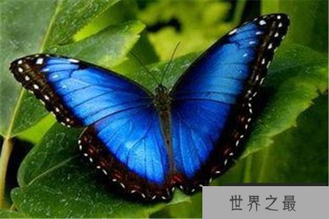 什么样的昆虫最值钱？世界上最值钱的昆虫排行