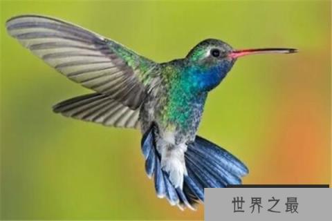 什么动物具有特殊的能力？世界十大具有超能力的动物