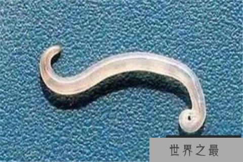 什么动物具有特殊的能力？世界十大具有超能力的动物